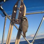 I had a visitor. This little guy rode with me for about an hour. I was about 20 miles from shore and I just noticed him on my lifeline. After a while, he was hopping around sticking his beak into crevices pulling out spiders. I watched him find and eat about 20. A couple were huge and gave him a little bit of a fight. But he found spiders in spots I wouldn’t have guessed could hide one.