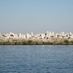 9/23/16 – I made it all the way back to Cleveland in just under 27 hours. It was a cloudy night but the winds were light and the lake was almost flat calm. It was an easy – but long - motorsail. This picture is of the Cleveland breakwall where they’ve been reinforcing it with new concrete structures called dolomites. These tend to lock together when they’re being shifted by ice and waves. I thought it was interesting that the new dolomites were numbered. This picture has one that is numbered 15999. As I continued west behind the breakwall, the numbers got smaller and smaller to zero.