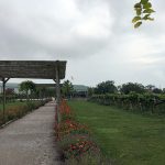 A Tuesday in September is not the high tourist season on the islands. I got a cab ride down to the winery and had a couple glasses of wine.