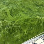 Western Lake Erie has issues with green algae caused by farm runoff. I motored through it for a couple hours.