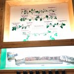 In the restaurant, they had a small museum about the region and The Berry Patch history – and the history of the family of berries. We were ready for some berry pie. It's all about the berries here.