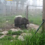 June 23. We took the gondola to the Grouse Mountain. The highlight was the bear retreat. They have two grizzlies there.