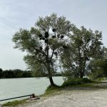 These clumps are mistletoe.