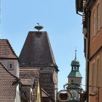 Storks nested on the roofs of some buildings.